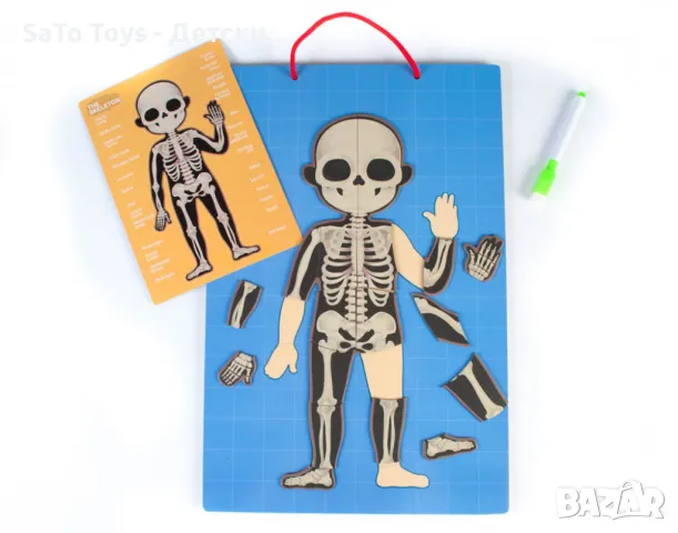 Магнитна дъска с човешкото тяло, снимка 4 - Игри и пъзели - 49990111