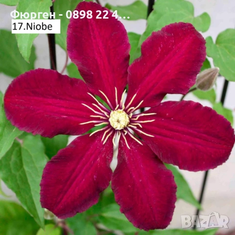 Клематис налични 33 вида, снимка 16 - Разсади - 48740880