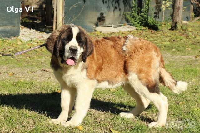 Женски Санбернар, снимка 4 - Санбернари - 52810506