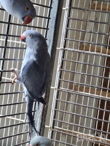 Продавам малки Александри, снимка 6 - Папагали - 53274482