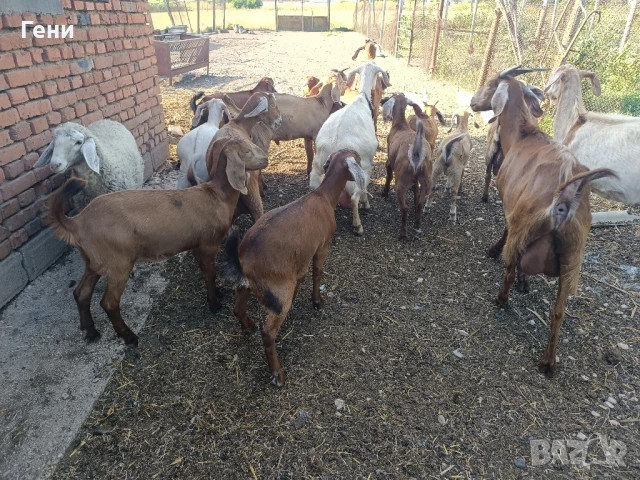 продавам ярета за клане, снимка 1