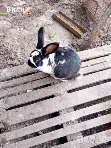 продавам зайци, снимка 2 - Други животни - 53908194