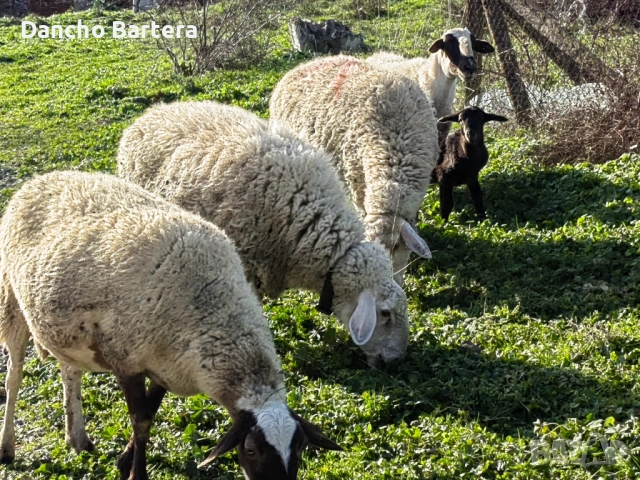 Офце, снимка 2 - Овце - 52957855