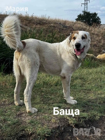 Кавказки вълкодав, снимка 3 - Кавказка овчарка - 53418804