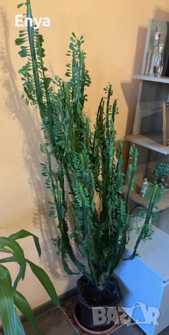 Африканско млечно дърво-(Катедрален кактус)-(Euphorbia trigona), снимка 2 - Стайни растения - 51576570