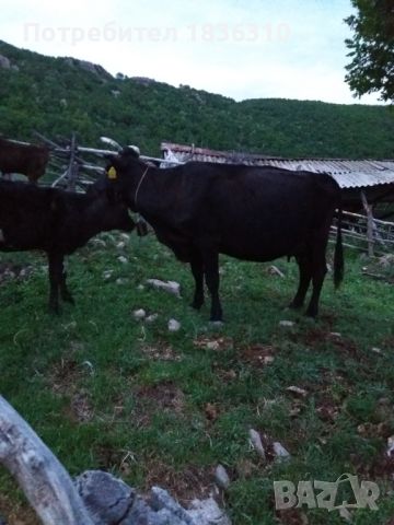 Крава с теле, снимка 1 - Крави - 45366678