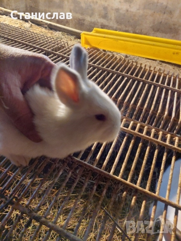 Зайци , пеперуда и калифорниици, снимка 4 - Други - 52964681