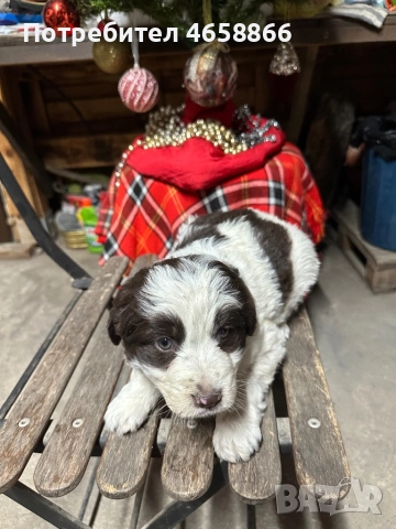 Бебе каракачанка, снимка 4 - Каракачанска овчарка - 52514278