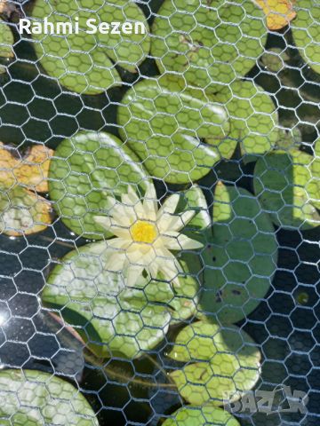 Водна лилия, снимка 1 - Градински цветя и растения - 45667041