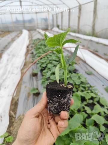 Разсад краставици Tasty King – здрав и високодобивен, снимка 3 - Други - 54089169