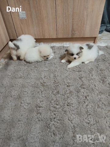 Mini Pomeran , снимка 11 - Померан - 52868566