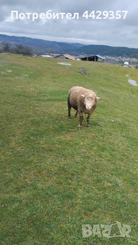 Ил дьо Франс- коч