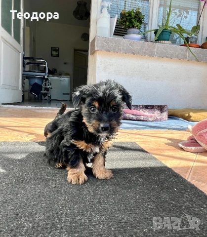 Йорки Ръсел, снимка 14 - Йоркширски териер - 54221299