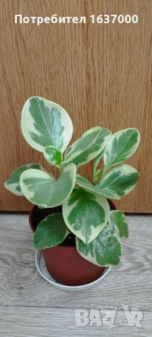 Пеперомия вариегатна , снимка 3 - Стайни растения - 53848636
