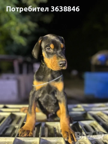 Доберман, снимка 2 - Доберман - 51430673