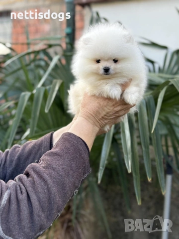 Истински мини померан с най късата муцунка с родословие!