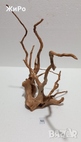 Корен от Азалия /декорация/ 50, снимка 3 - Други - 54102162