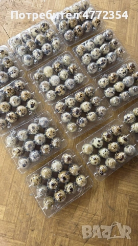 оплодени пъдпъдъчи яйца