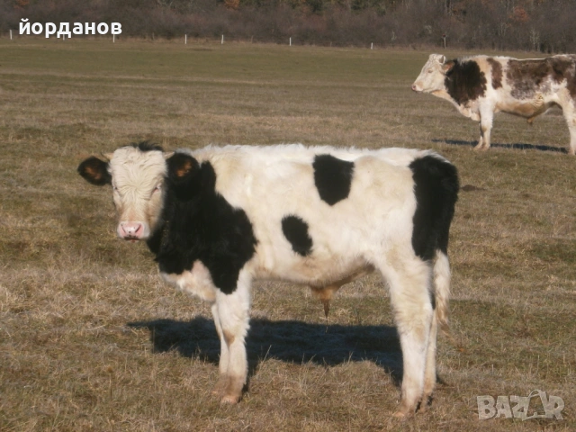 мъжко теле, снимка 2 - Крави - 53155209