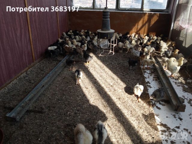 Различни породи пилета, снимка 3 - други­ - 45253719