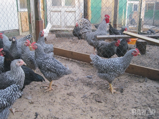 оплодени и проверени Яйца АМРОК -Разплодни яйца за люпене от кокошки породата Амрок, снимка 7 - Кокошки и пуйки - 54196528