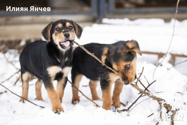 Подарявам гончета , снимка 7 - Гонче - 53261654