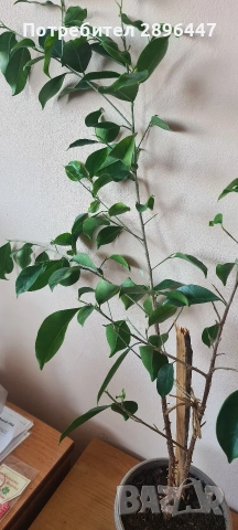 Бенджамин фикус-много свеж и красив, снимка 4 - Стайни растения - 41248952