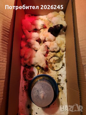 Свободни пилета Легхорн на Различна възраст, снимка 3 - Кокошки и пуйки - 45087041