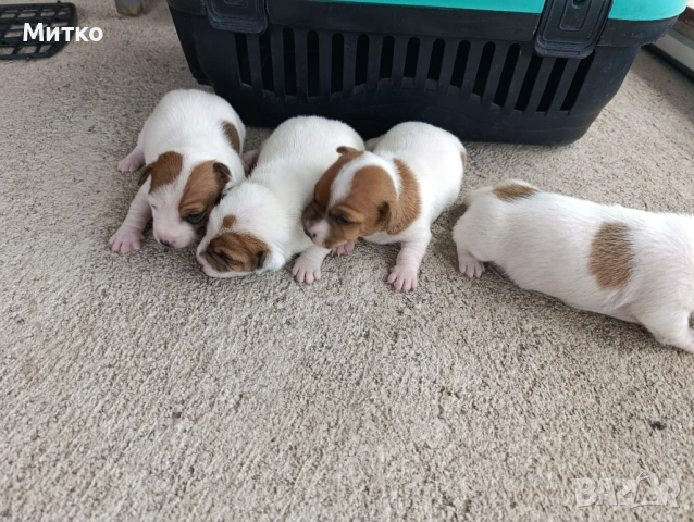 Джак Ръсел териер , снимка 7 - Джак ръсел териер - 54097301