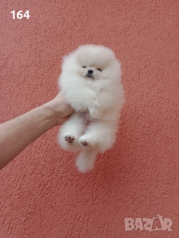 Мини момиченце. Реални снимки от днес! Померанче., снимка 3 - Померан - 53209897