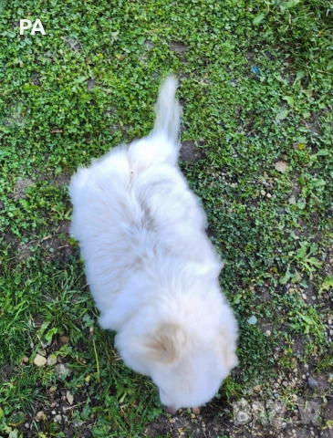 Продавам женски померан , снимка 6 - Померан - 52732304