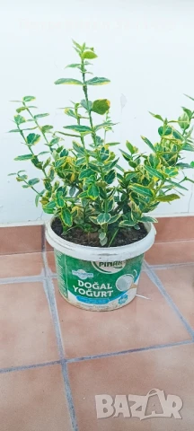 Продавам чашкодрян, салвия, алое,чемшир ,делосперма, снимка 4 - Градински цветя и растения - 34722969