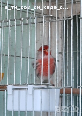 Червена Ахат мозайка млади 