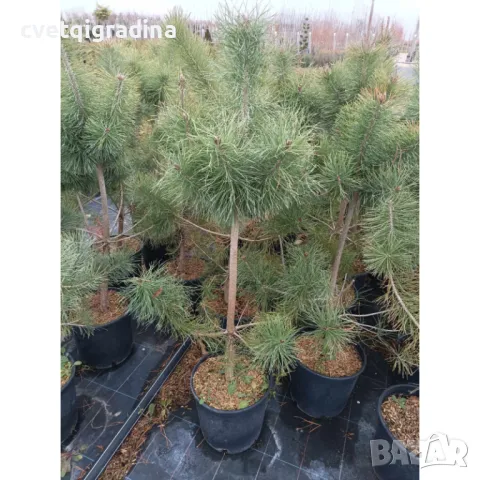 Pinus nigra Черен бор, снимка 1