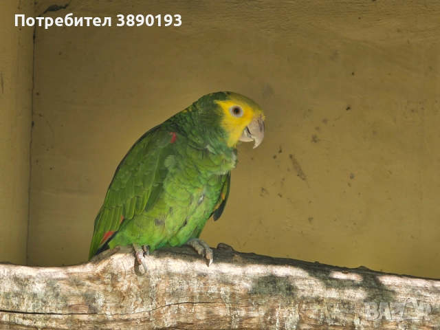 Амазона оратрикс 