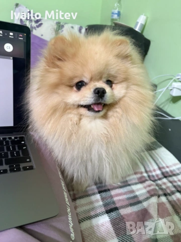 Мъжки померан на 2г за разплод, снимка 3 - Померан - 53816222
