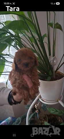 Пудел той, снимка 4 - Пудели - 54079075