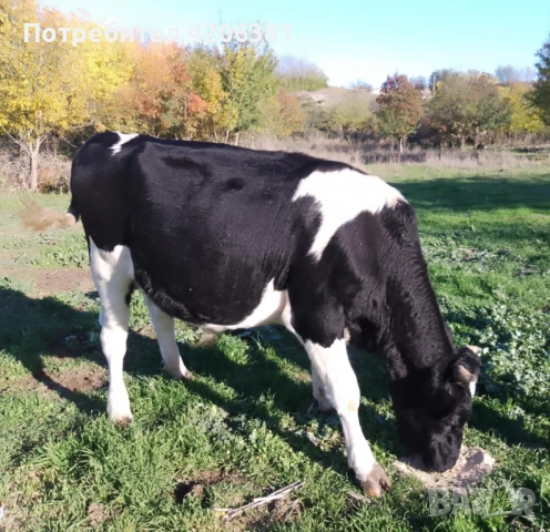 Продавам мъжко теле!