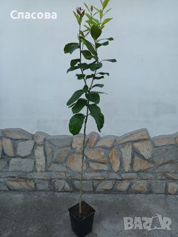 Лимон - Лимоново дръвче - различни размери, снимка 1 - Градински цветя и растения - 41291782