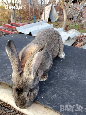 Продавам мъжки заек , снимка 3 - Други - 52798017
