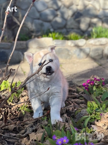 Сибирски хъскита, снимка 6 - Други животни - 53399220