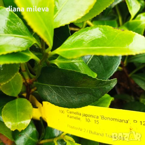 Камелия Бономиана, Camellia japonica 'Bonomiana', снимка 6 - Градински цветя и растения - 45439702