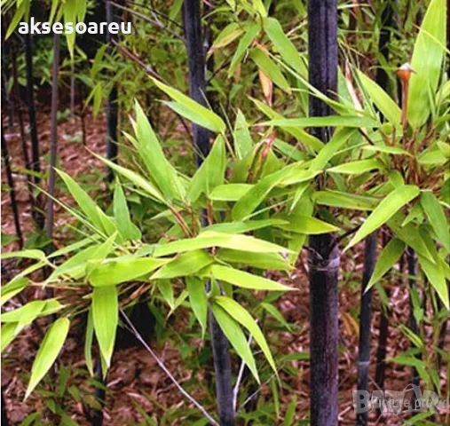 60 бр. ЧЕРНИ бамбукови семена - Phyllostachys nigra  Издръжлив рядък вид вечнозелен черен бамбук, снимка 17 - Сортови семена и луковици - 48993103