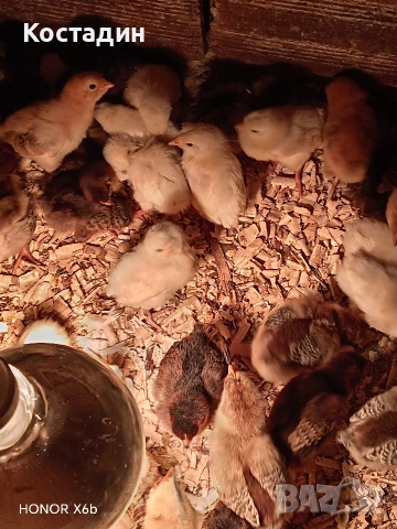 пилета катунски , снимка 4 - Кокошки и пуйки - 54087142