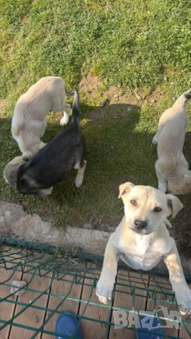 Алабай Х Малиноа Кученца на 2 месеца с Доставка, снимка 11 - Други - 52220666