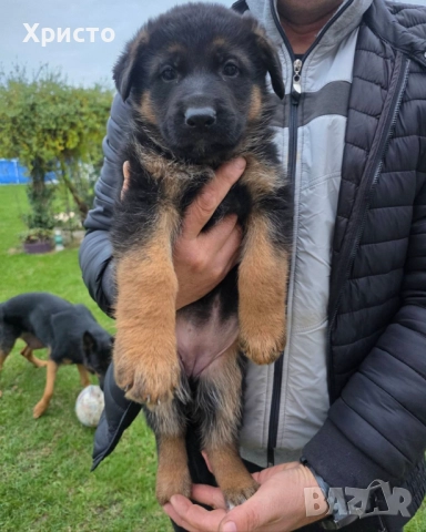 Малки немски овчарки, снимка 12 - Немска овчарка - 52557703