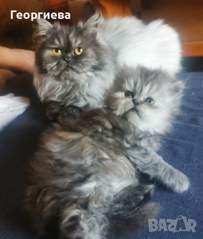 Персийски котарак сребърна чинчила 