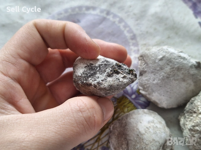 ✅ФОСИЛИ НА МИДИ - ПРОВАДИЯ❗, снимка 2 - Колекции - 53431798