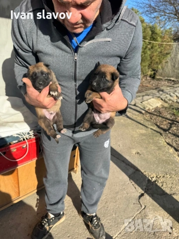 Белгийски овчарки малиноа , снимка 3 - Белгийска овчарка - 53033372