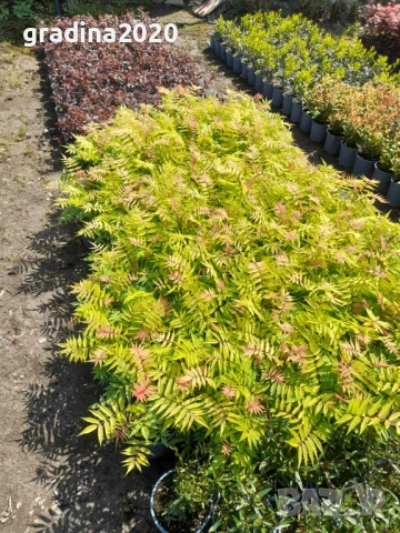 Сорбария Сем - (Sorbaria Sorb."Sem"®), снимка 9 - Разсади - 45041780